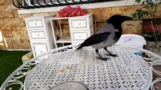 Ворона пытается украсть вино и ложку