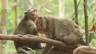 Monkeys are playing happily with their families