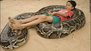 7 YEAR OLD HAS A LARGE 16 FOOT LONG PYTHON AS A PET