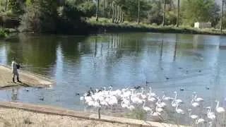 Greater flamingos at San Diego Zoo Safari Park