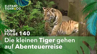 Auf den Pelz gerückt (Langfolge 140) | Elefant, Tiger & Co. | ARD