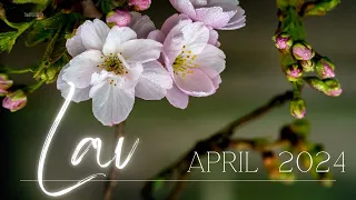 LAV 🌟🔥🌟NEVEROVATNO!! OVO VAM JE SUĐENO! SJAJAN APRIL!  🌟🔥🌟TAROT APRIL 2024