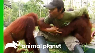 Chen Chen Plays With Babies After Receiving A Head Injury | Orangutan Island