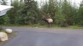 Elk Attack