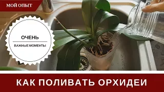 Полив Орхидеи 🌸 Как Поливать 🌸 Тонкости И Секреты 🌸  Чтобы Не Было Проблем И Загнивания