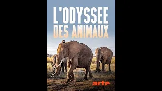 Одиссея животных / Animal Odyssey Серия 2 Путешествие медведя / Le voyage de l'ours d'Amérique