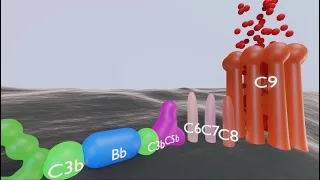 Alternative Pathway of Complement Activation 3D ANIMATION!