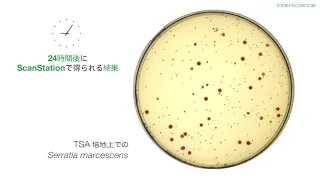 菌の増殖【培養法】