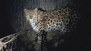 Леопард на даче | Amur leopard at the village
