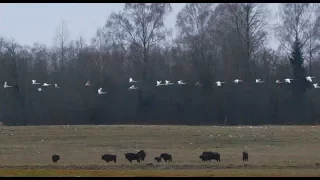 Лебеди-кликуны и зубры - Whooper swans and bisons. | Film Studio Aves