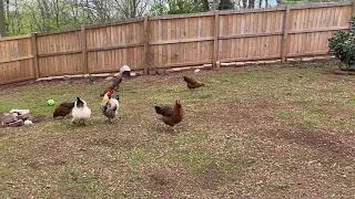 Rooster Protecting Flock