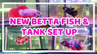 BUYING A NEW BETTA FISH & TANK SET UP