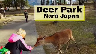 Feeding the Bowing Deer of Nara Park Japan [Cute Deer]