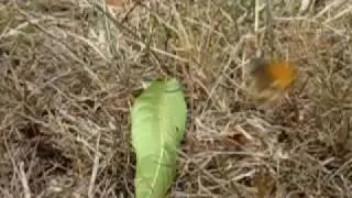 Butterfly take off... Slow motion