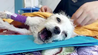 A dog thrown from upstairs by owner,struggled on the grass for 3 days, howling in fear after rescued