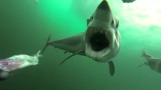 Mako shark attacking a PelagicView dredge