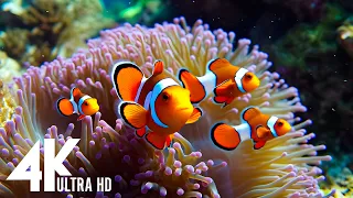 [NEW] 3H Stunning 4K Underwater Wonders - Relaxing Music | Coral Reefs, Fish & Colorful Sea Life