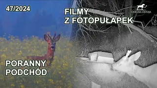 TRAIL CAM Videos | Polish Wild Game Hunting