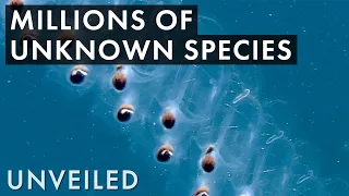 What's Hiding in the Ocean's Twilight Zone?  | Unveiled