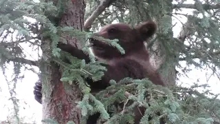 910 spring cub going up tree by falls 7-20-2022 playing peek a boo