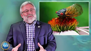 What are Cicadas? [Biologist Explains]