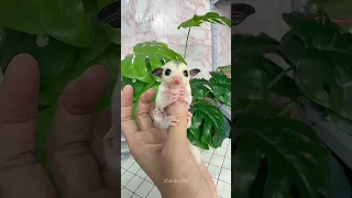 OMG! What Adorable Baby Sugar Glider #shorts #babysugarglider #sugarglidercare