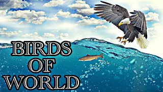 Beautiful Birds of The World (nature documentary) - Birds Chirping Relaxing Music - Full Hd Video