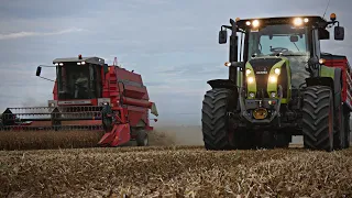 🔥  Żniwa 2022 🔥  Pierwsi we wsi!? 🔥 Massey Ferguson 30 🔥  Claas & Metal-Fach 🔥 Groch 🔥