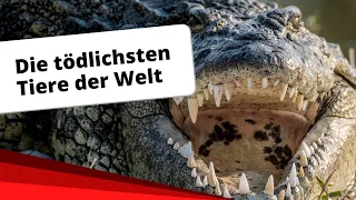 Top-10: Die tödlichsten Tiere der Welt