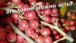 Что такое шефердия и как ее едят