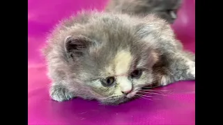 До скольки можно рожать кошке?