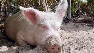 These Wild Pigs Have Adapted to Island Life in Surprising Ways (4K)