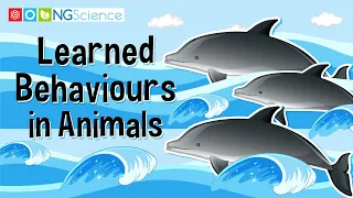 Learned Behaviours in Animals