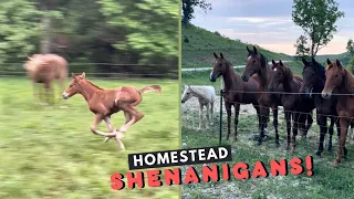Baby Horse RUNS! + A Visit With Our Homesteads Horse Herd