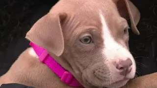 Puppy stolen from family's home in Warren, later returned