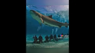 SHARK ATTACK PHOTO VIDEO