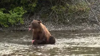 Bear-viewing in the Yukon: a missed opportunity?