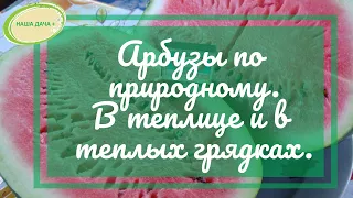 Выращиваем арбузы по природному. В теплице и  в открытом грунте в теплых грядах. Огородникова Анна