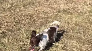 English Springer (Sadie) Slo-mo Run & Shake