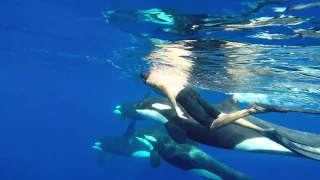 OOM - Orcinus Orca Mayotte (GoPro)