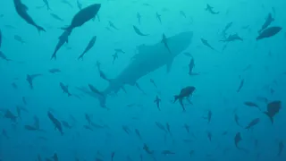 2022 June - Diving Cocos Island