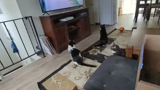 Cats Freak Out Over Cat Fight Video