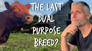 Dexter Cattle Last Dual Purpose Breed?