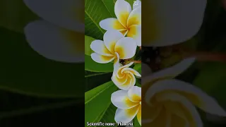 चम्पा/Pagoda tree #beautifulflowers #nature #nature #flowers #indianflowers #fragrence#earth