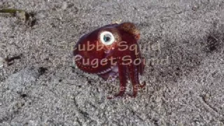 Stubby Squid of Puget Sound