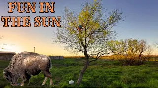 Fun In The Sun [Bison Shedding = Good Health]