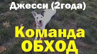 Джесси команда ОБХОД|Дрессировка собак