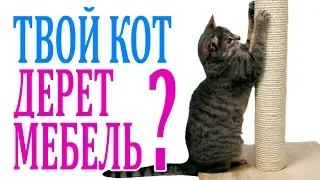 КАК ОТУЧИТЬ кота драть мебель и ПРИУЧИТЬ к когтеточке.