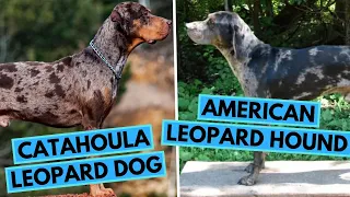 American Leopard Hound vs Catahoula Leopard Dog - Dog Breed Comparison