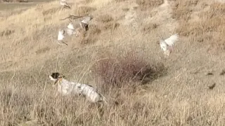 keklik avı .( Thor neredeyse kekligi havada yakaliyordu).partridge hunting